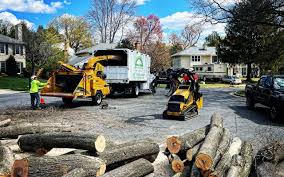 Best Tree Risk Assessment  in Zimmerman, MN