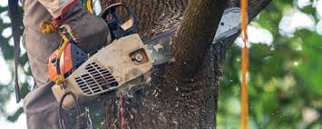 Best Tree Disease Treatment  in Zimmerman, MN