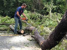 Best Tree Mulching  in Zimmerman, MN