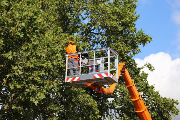 Best Tree Trimming and Pruning  in Zimmerman, MN