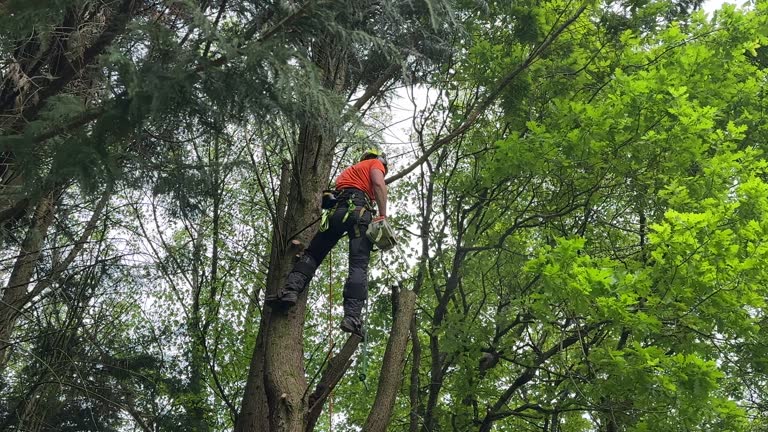 Best Seasonal Cleanup (Spring/Fall)  in Zimmerman, MN