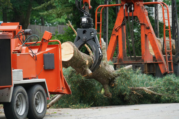 How Our Tree Care Process Works  in  Zimmerman, MN