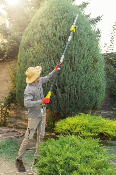 Best Tree and Shrub Care  in Zimmerman, MN