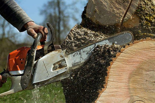 Best Hazardous Tree Removal  in Zimmerman, MN