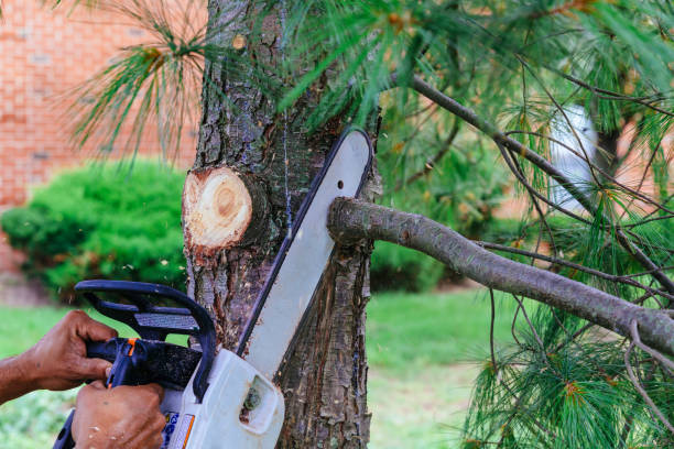 Best Arborist Consultation Services  in Zimmerman, MN